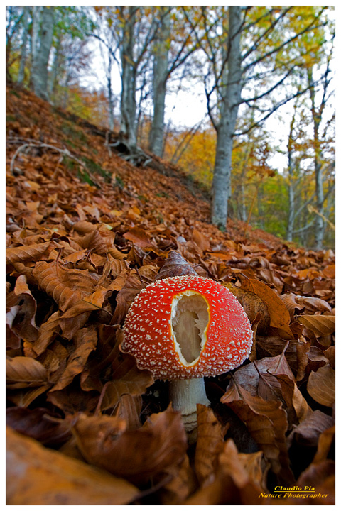 Funghi, mushroom, fungi, fungus, val d'Aveto, Nature photography, macrofotografia, fotografia naturalistica, close-up, mushrooms, val graveglia, amanita muscaria